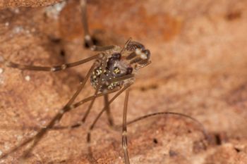 Media type: image; Invertebrate Zoology 29238